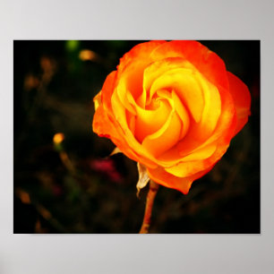 Poster Rosa laranja