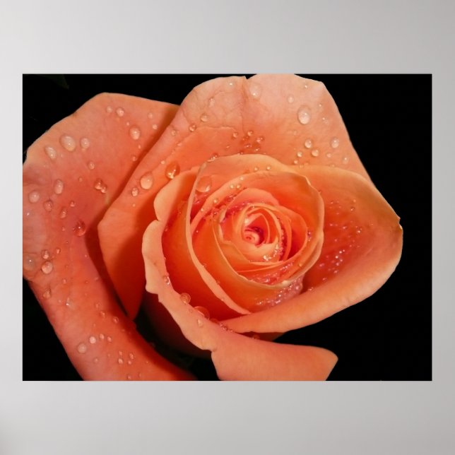 Poster Rosa laranja (Frente)