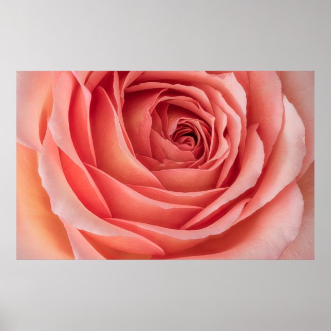 Poster rosa laranja laranja laranja rosa florescente cora (Frente)