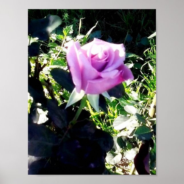 Póster Rosa lavanda (Frente)