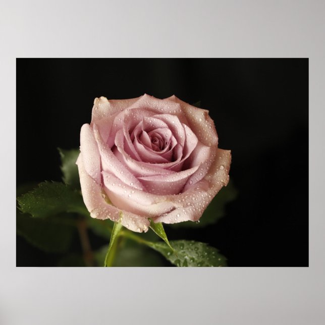 Poster rosa linda (Frente)
