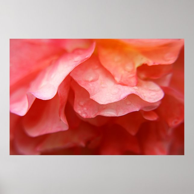 Póster Rosa MACRO (Frente)
