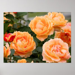 Poster Rosa ‘Manyo’:Poster