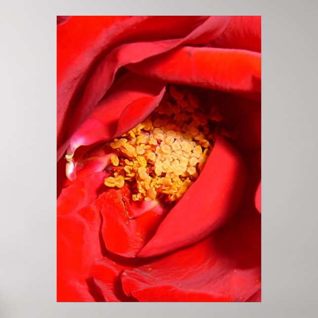 Poster rosa mf (Frente)