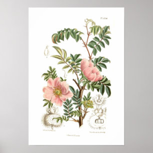 Póster Rosa microfilla