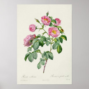 Poster Rosa Mollissima, 'dos rosas de Les