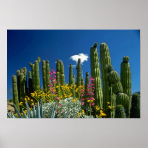 Póster Rosa Muitas plantas, Deserto de Sonoran, flores de