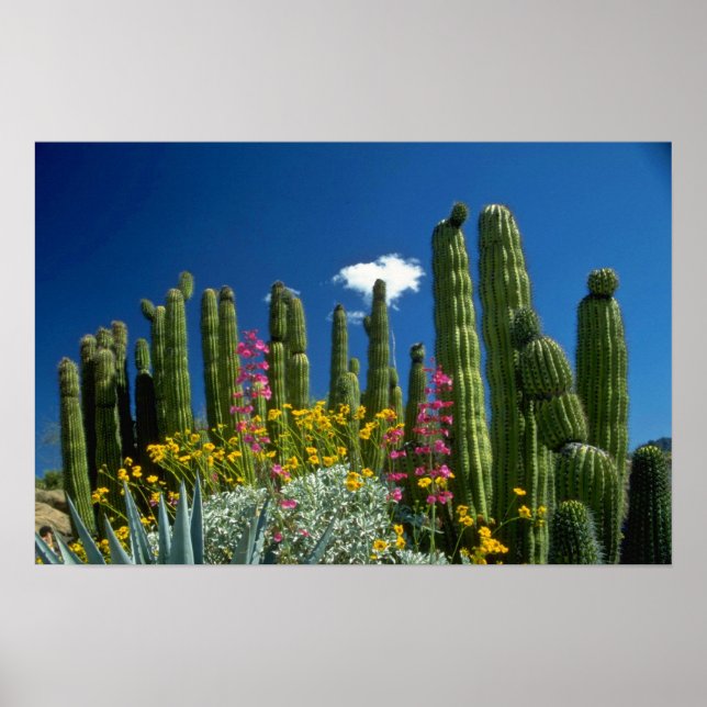 Póster Rosa Muitas plantas, Deserto de Sonoran, flores de (Frente)