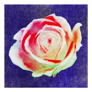 Póster Rosa multicolor em um fundo azul