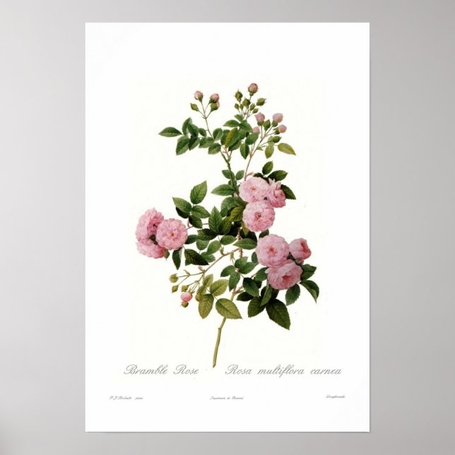 Póster Rosa multiflora carnea (Rosa Bramble) (Frente)