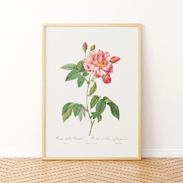 Poster Rosa Mundi Vintage - Rosa francês cor-de-rosa-palh
