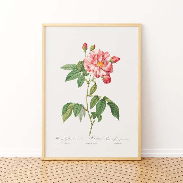 Poster Rosa Mundi Vintage - Rosa francês cor-de-rosa-palh (Criador carregado)