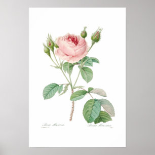 Póster Rosa muscosa