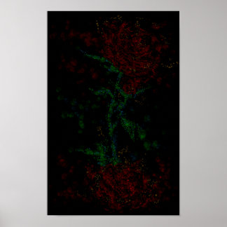 Poster Rosa no escuro