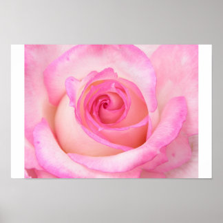 Póster Rosa no modo de exibição macro