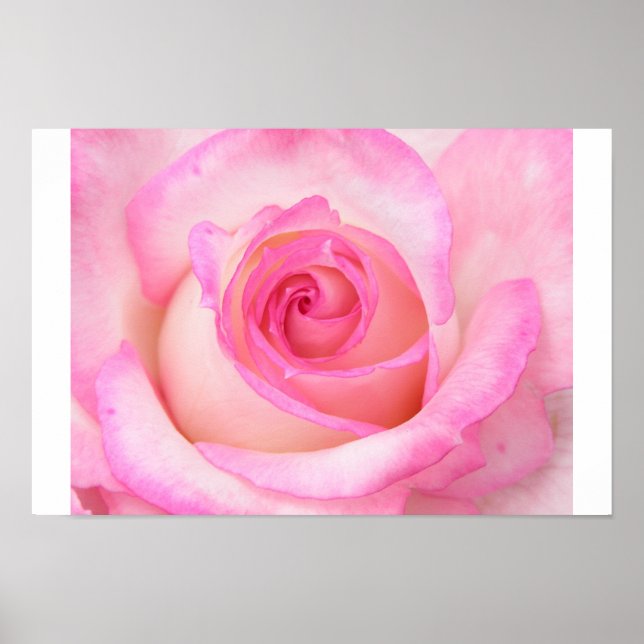 Póster Rosa no modo de exibição macro (Frente)
