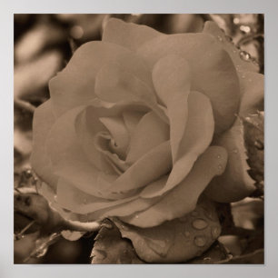 Póster Rosa No Sangue Com Gotas De Chuva Na Sepia
