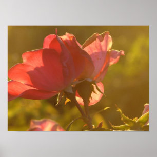 Póster Rosa no Sunset