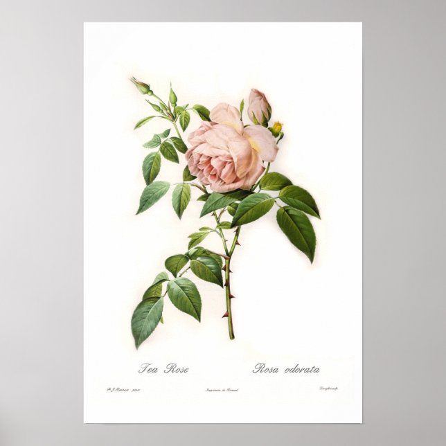 Póster Rosa odorata (Frente)