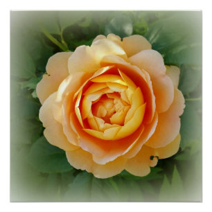 Póster rosa ouro