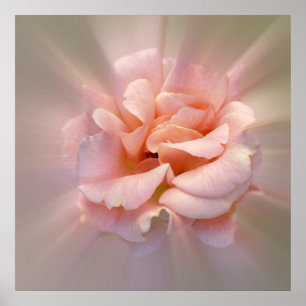 Póster rosa ouro