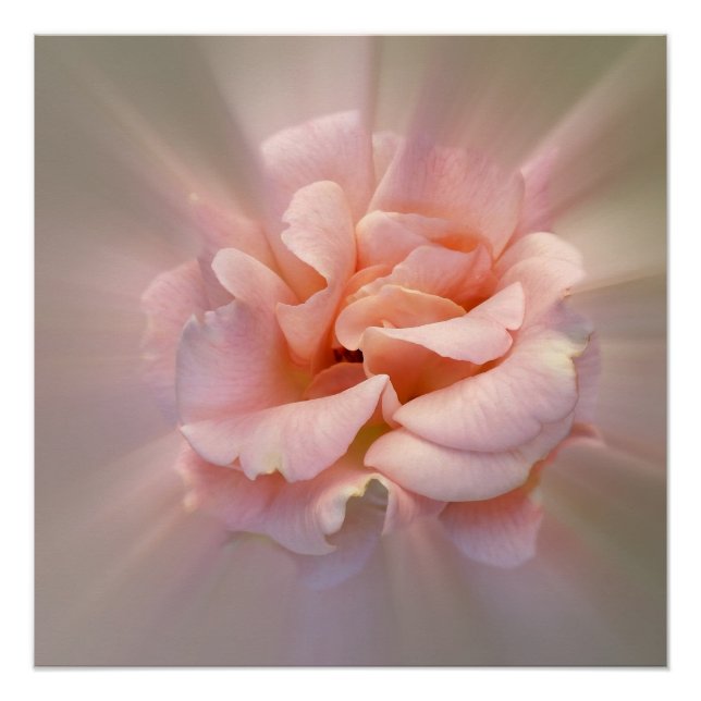 Póster rosa ouro (Frente)