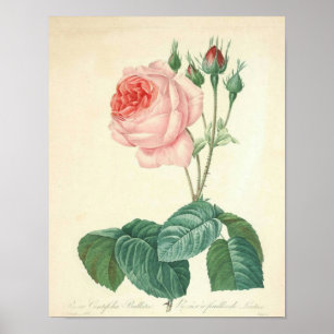 Póster Rosa pálido aumentou por Redoute