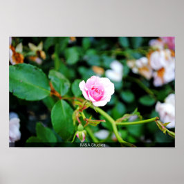 Poster Rosa pequeno