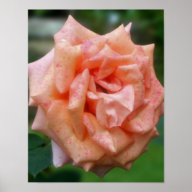 Póster Rosa Pêssego Moteada Em Flor (Frente)