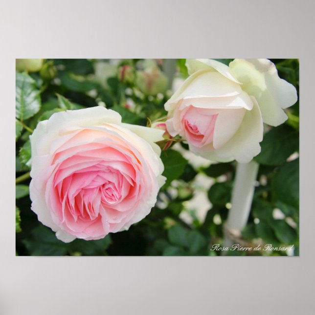 Poster Rosa Pierre de Ronsard (Frente)