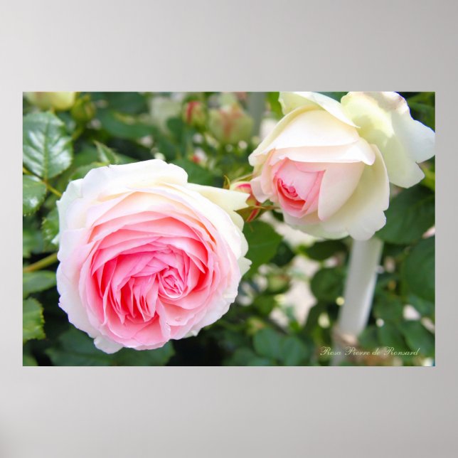 Poster Rosa Pierre de Ronsard [Cartaz] (Frente)