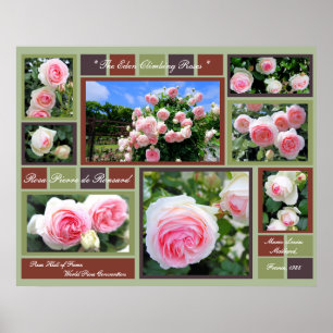 Poster Rosa Pierre de Ronsard [Poster de Arte]