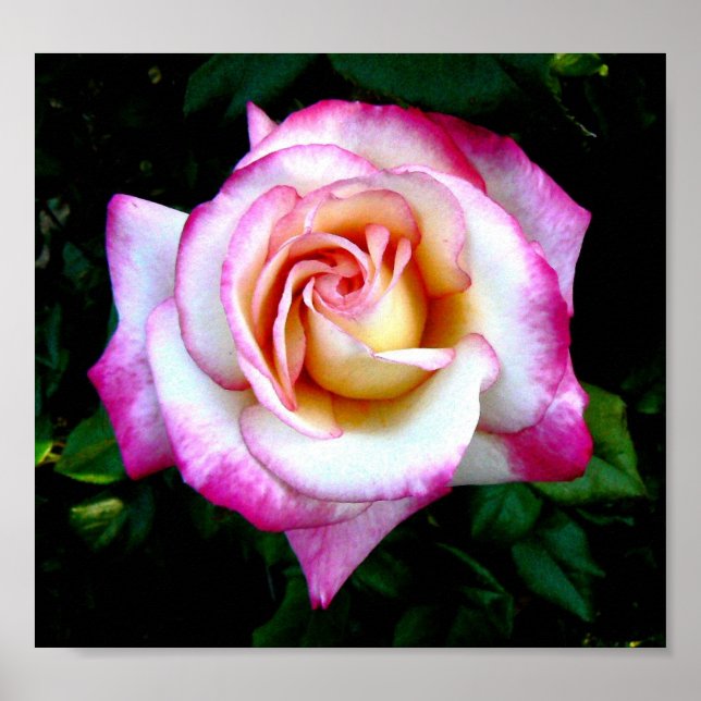 Póster Rosa pintado (Frente)