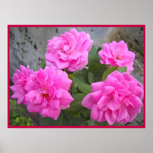 Póster Rosa-Poster (Frente)