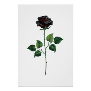 Póster Rosa preto