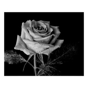 Póster Rosa Preto Branco
