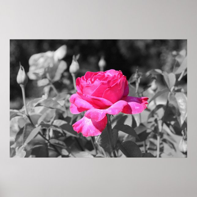 Póster Rosa preto e branco (Frente)