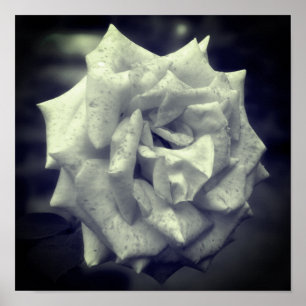 Poster Rosa preto-e-branco