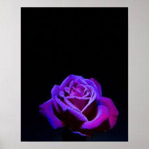Poster Rosa púrpura com gotas de água em fundo preto