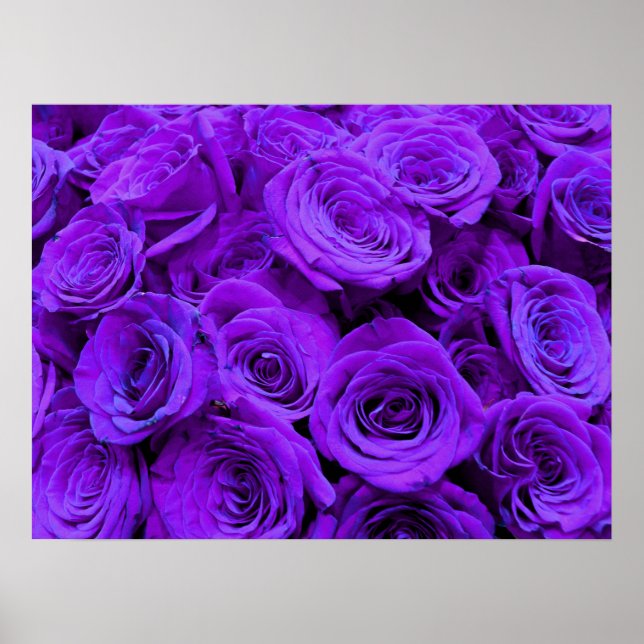 Poster Rosa púrpura, flores roxas, vibrantes e azuis (Frente)