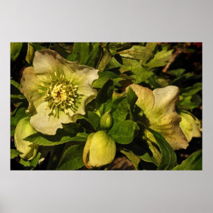 Póster Rosa quaresmal do Hellebore