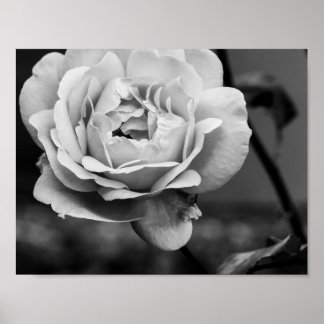 Poster Rosa Romântico preto e branco