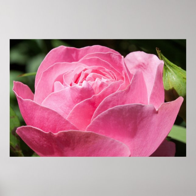 Poster Rosa rosa (Frente)