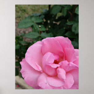 Poster rosa-rosa