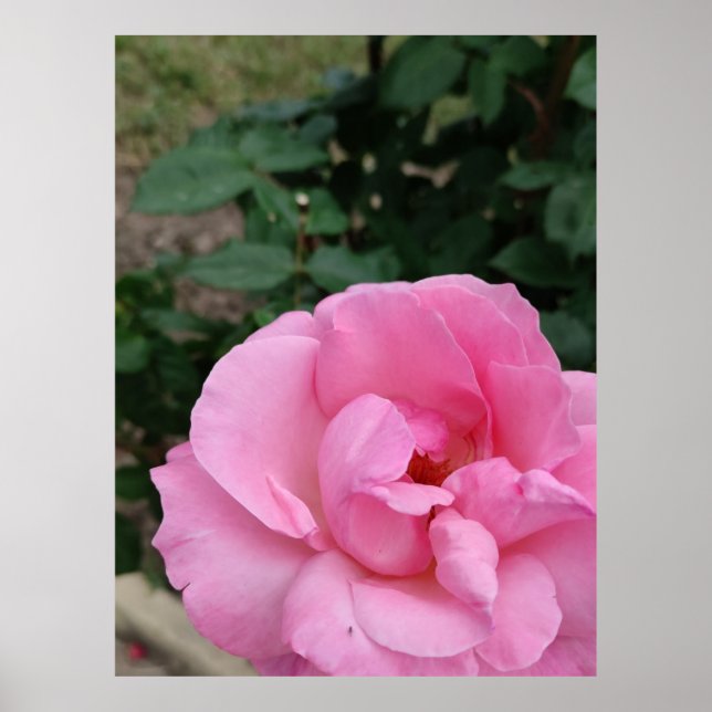 Poster rosa-rosa (Frente)