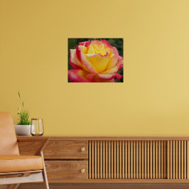 Póster Rosa Rosa Amarela e Rosa Fotografia Floral