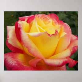 Póster Rosa Rosa Amarela e Rosa Fotografia Floral