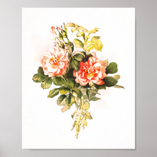 Poster Rosa rosa Buquê Vintage Floral