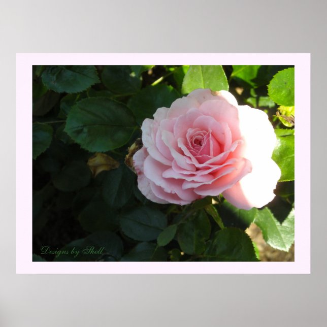 Poster Rosa Rosa Corada (Frente)