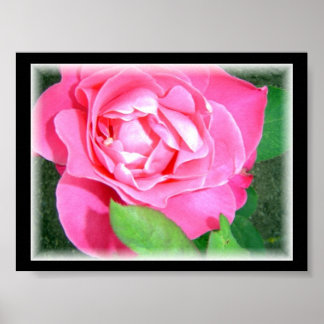 Poster Rosa Rosa Pétala